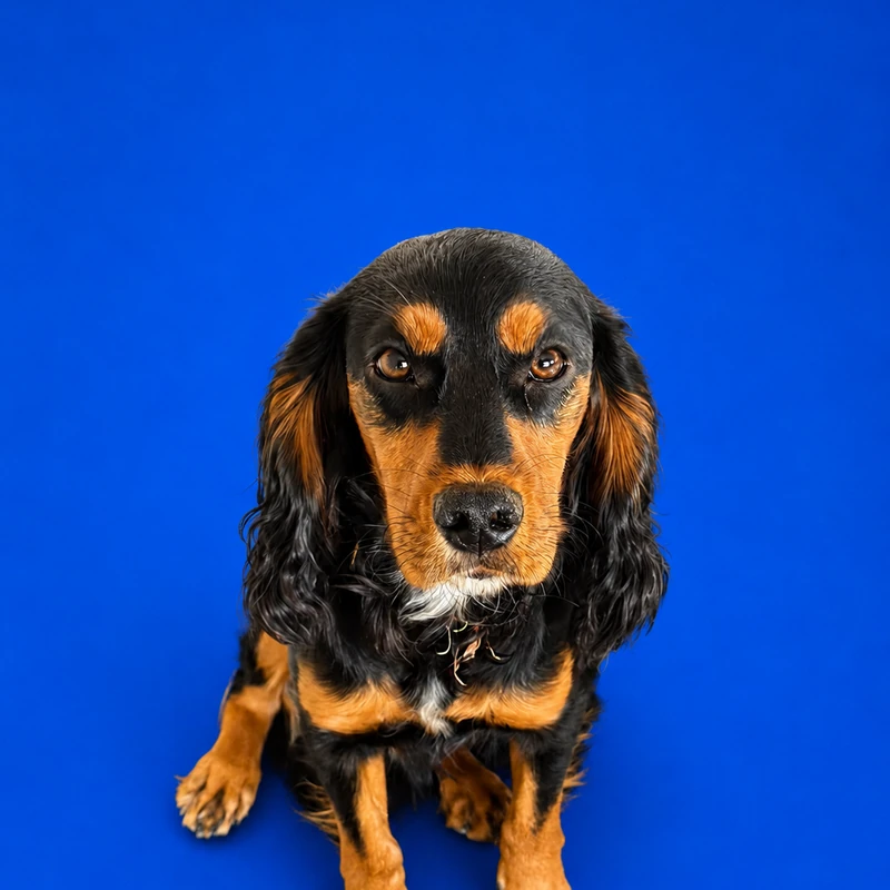 Jewels, Company Dog at CD Scaffold Ltd